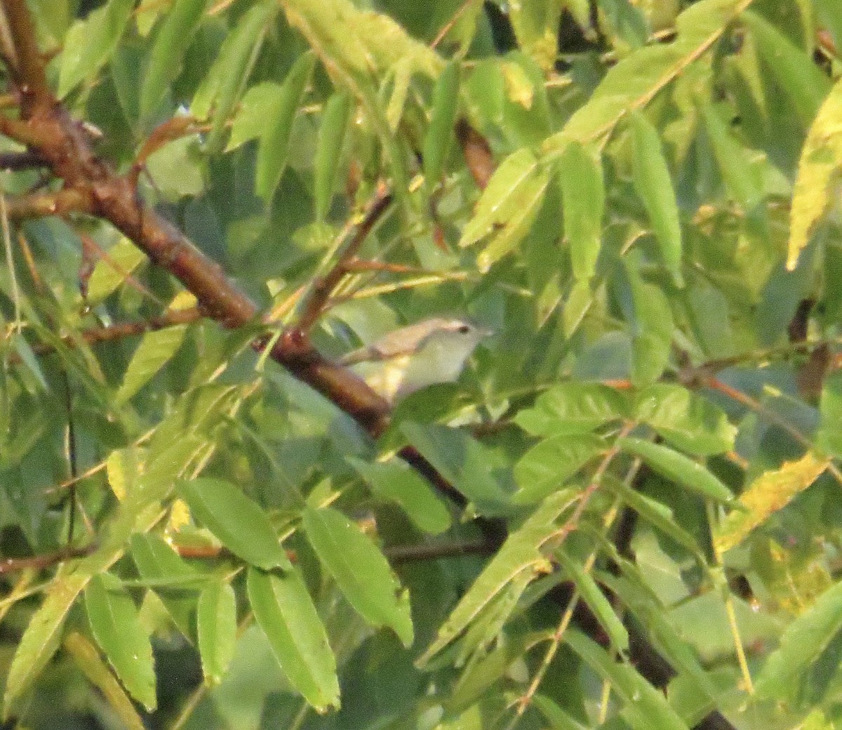 Warbling Vireo - ML258250251