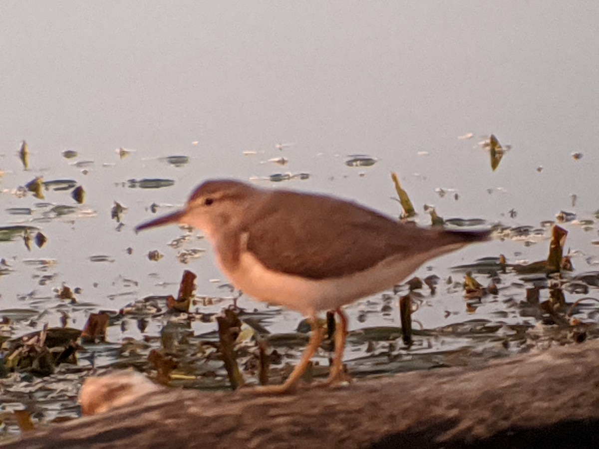 Spotted Sandpiper - ML258250341