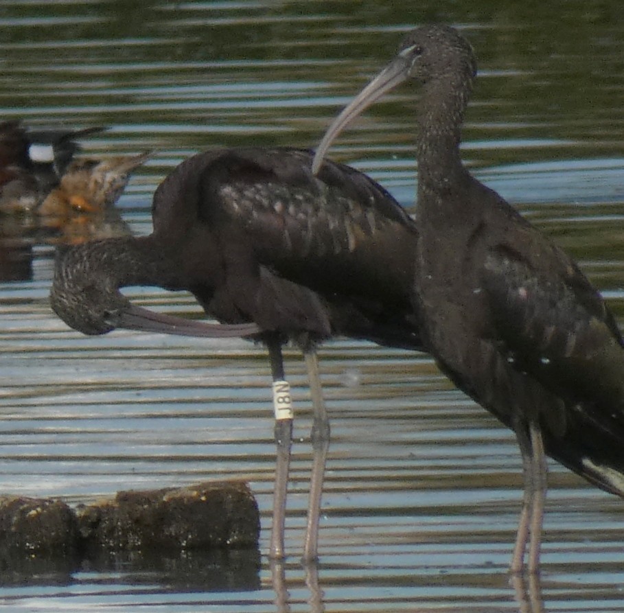 Glossy Ibis - ML258251551