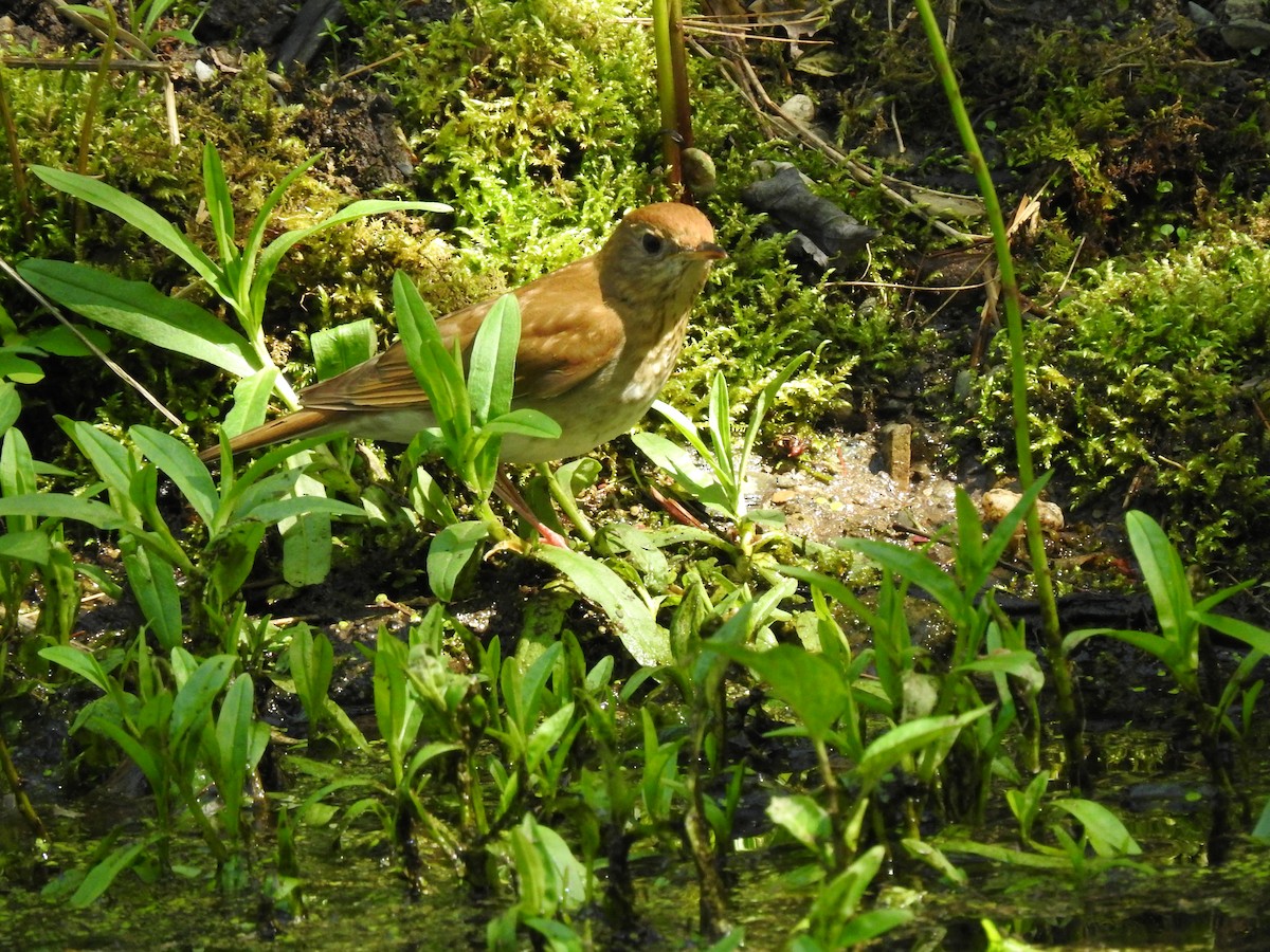 Veery - Laurie  Keefe