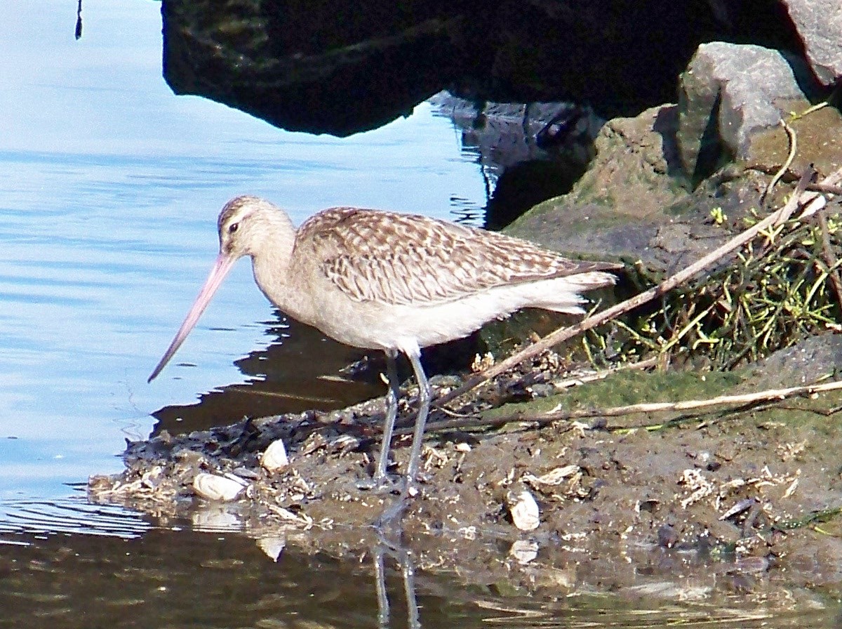 Bar-tailed Godwit - ML25825251