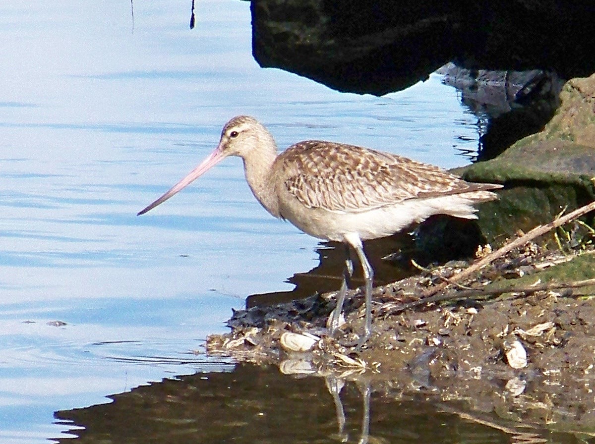 Bar-tailed Godwit - ML25825271