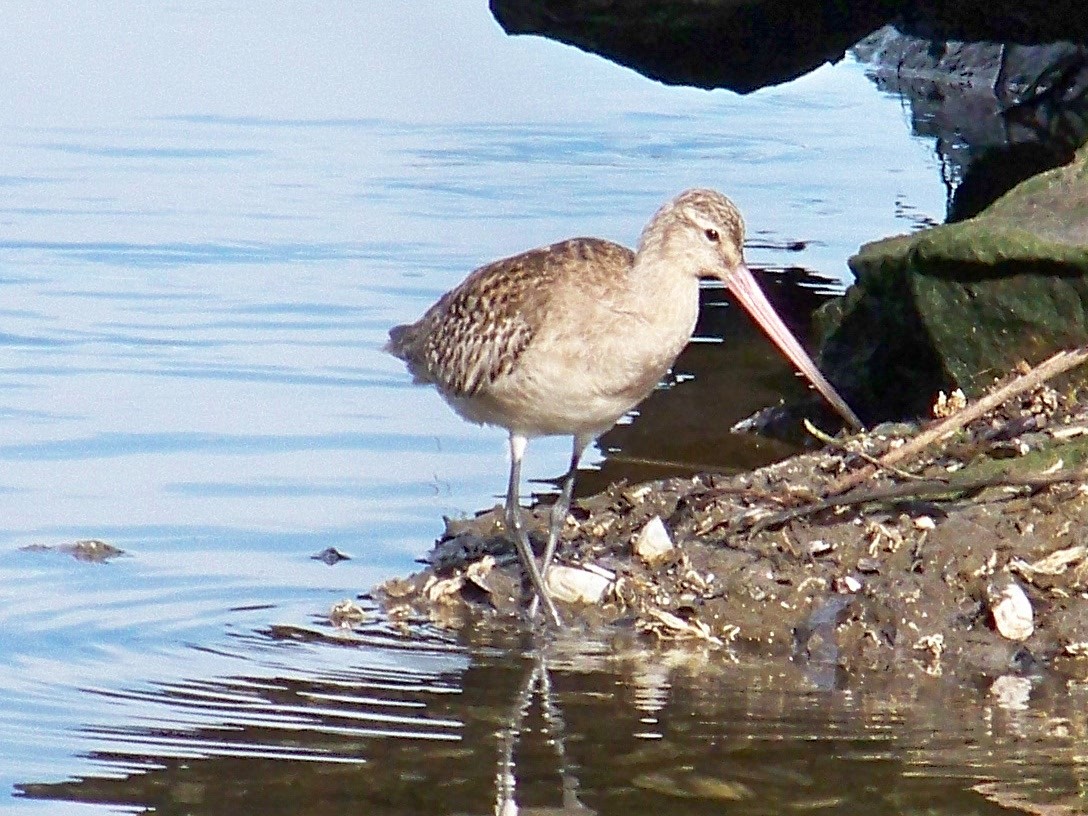 Bar-tailed Godwit - ML25825281