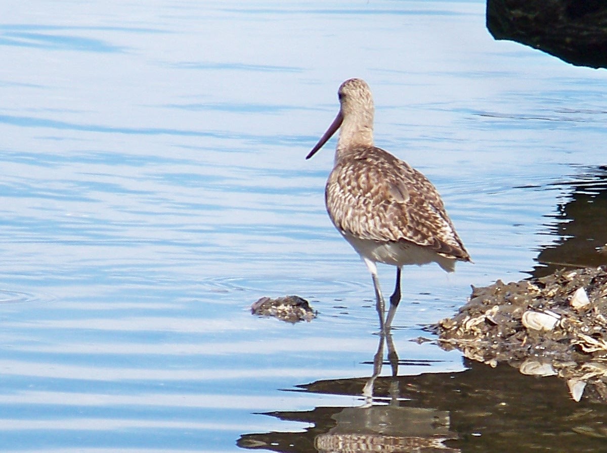 Bar-tailed Godwit - ML25825291