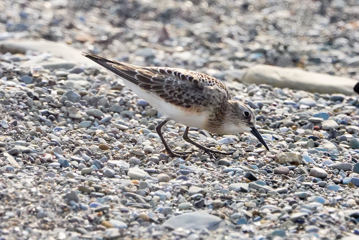 Baird's Sandpiper - Gale VerHague