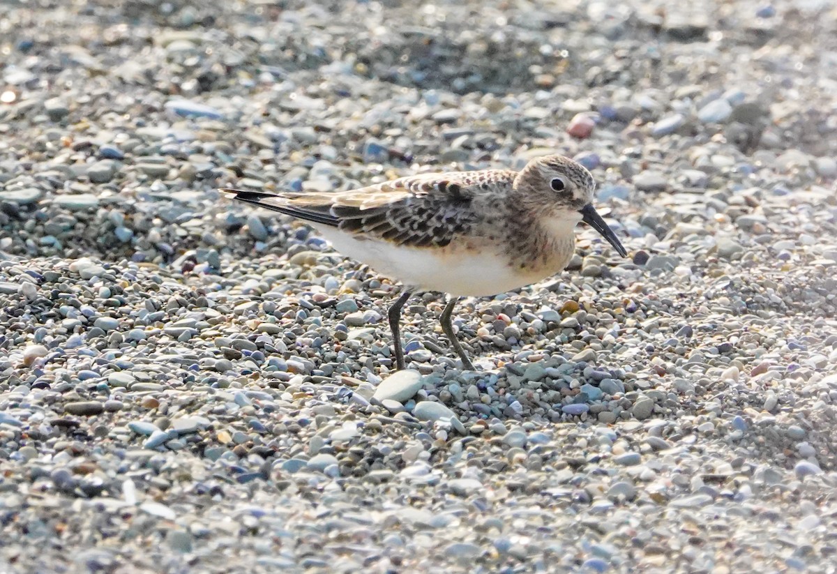 Baird's Sandpiper - Gale VerHague