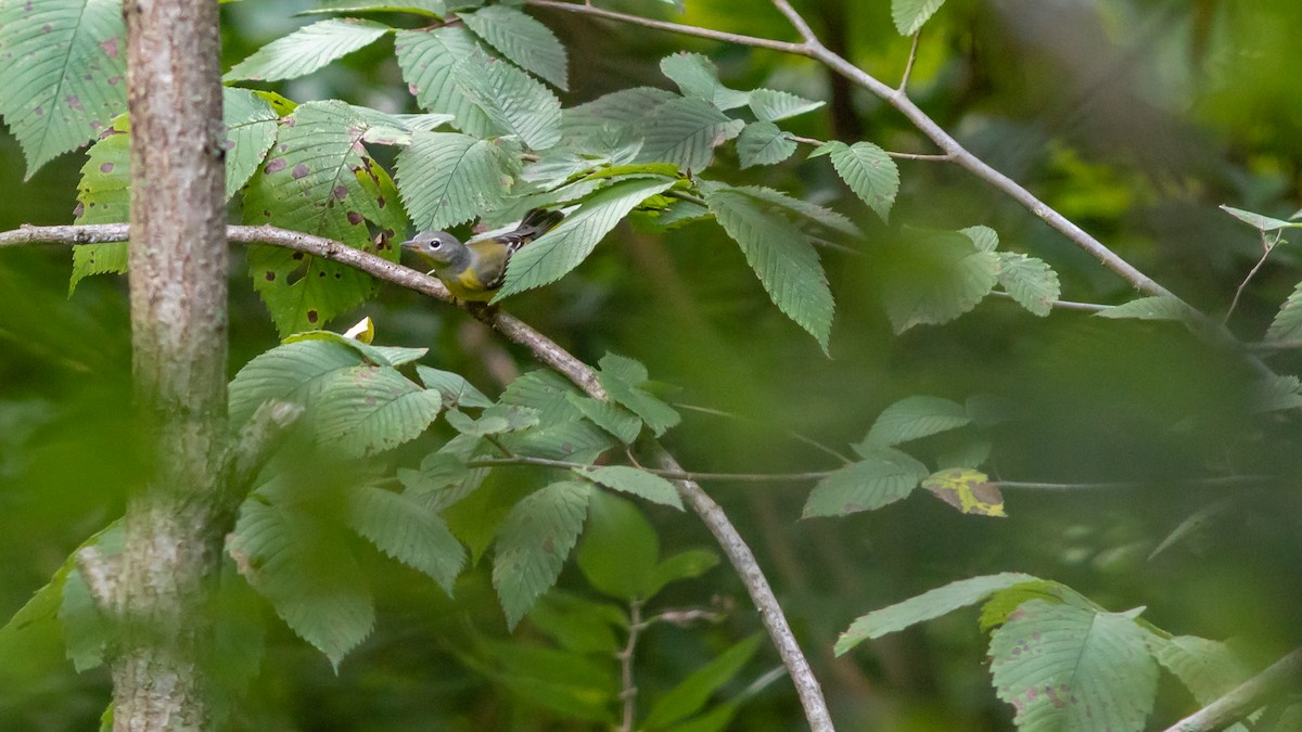 Magnolia Warbler - ML258254461