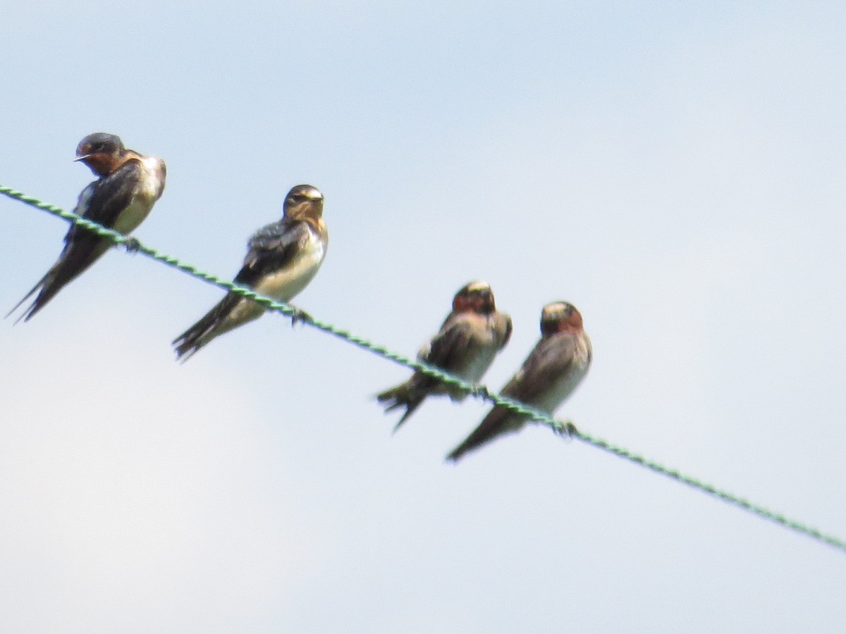 Cliff Swallow - ML258254741