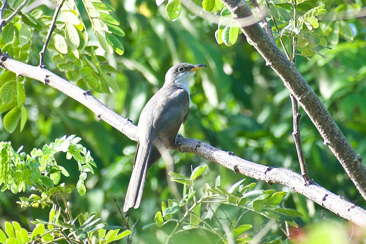 Yellow-billed Cuckoo - ML258255851