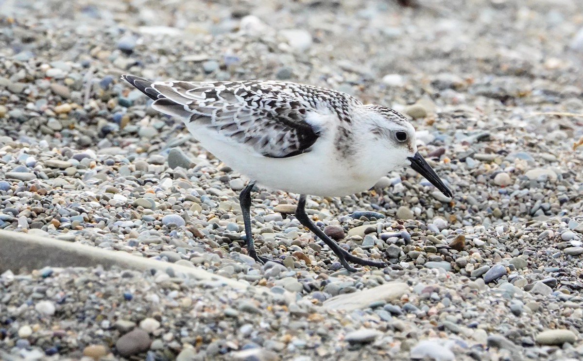 Sanderling - Gale VerHague
