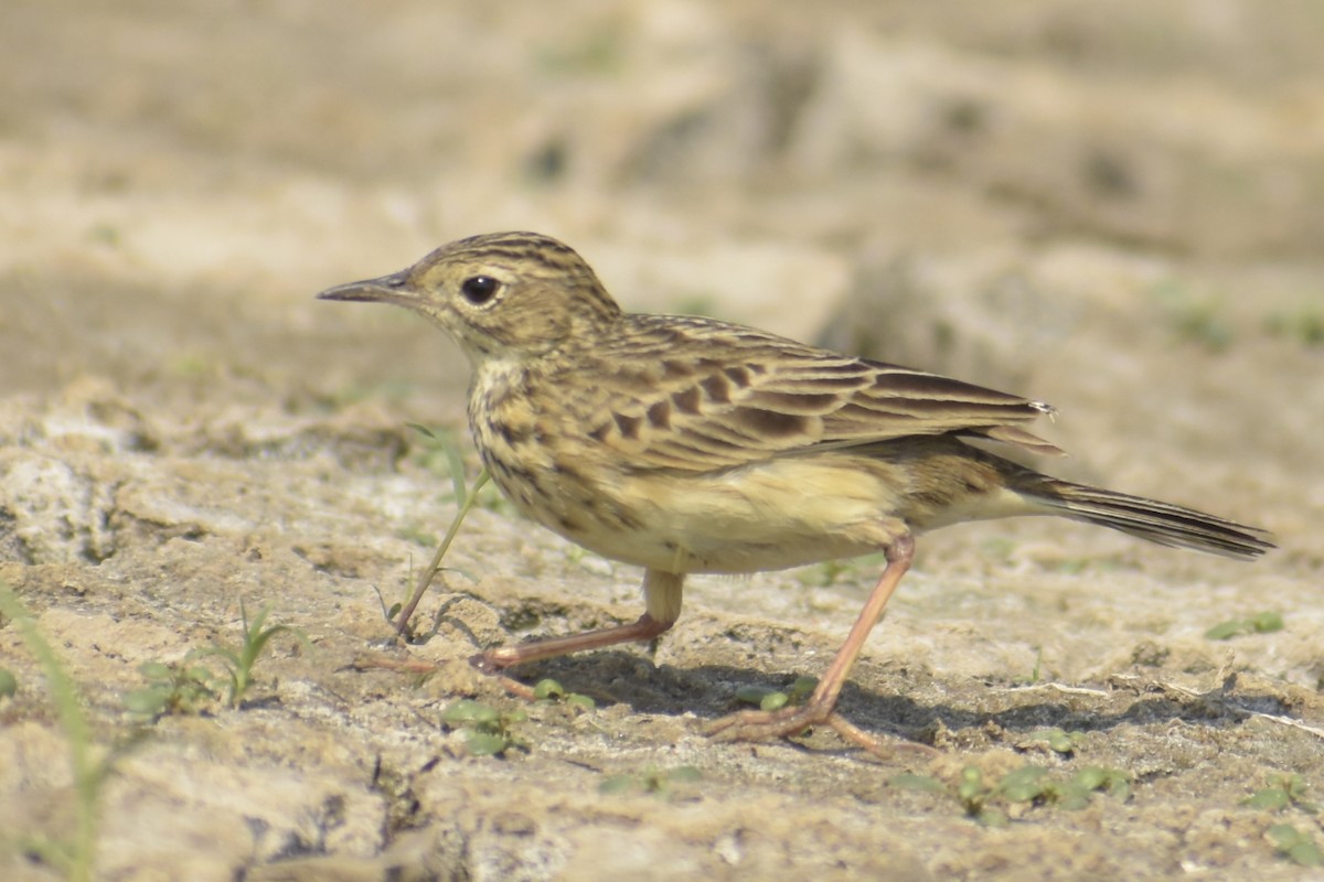 Yellowish Pipit - ML258257551