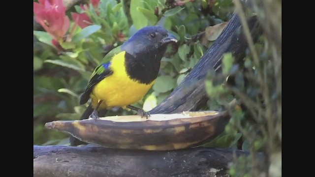 Black-chested Mountain Tanager - ML258258401