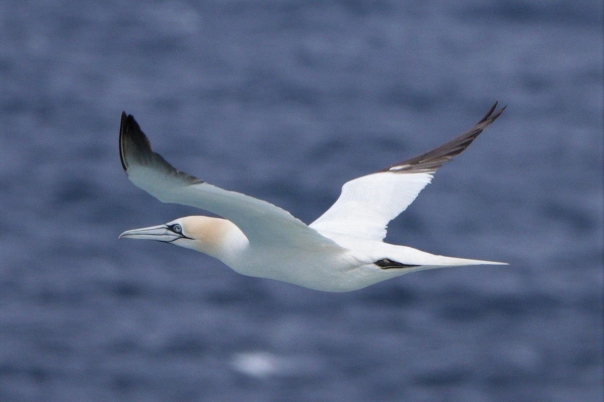 Northern Gannet - John Reeves