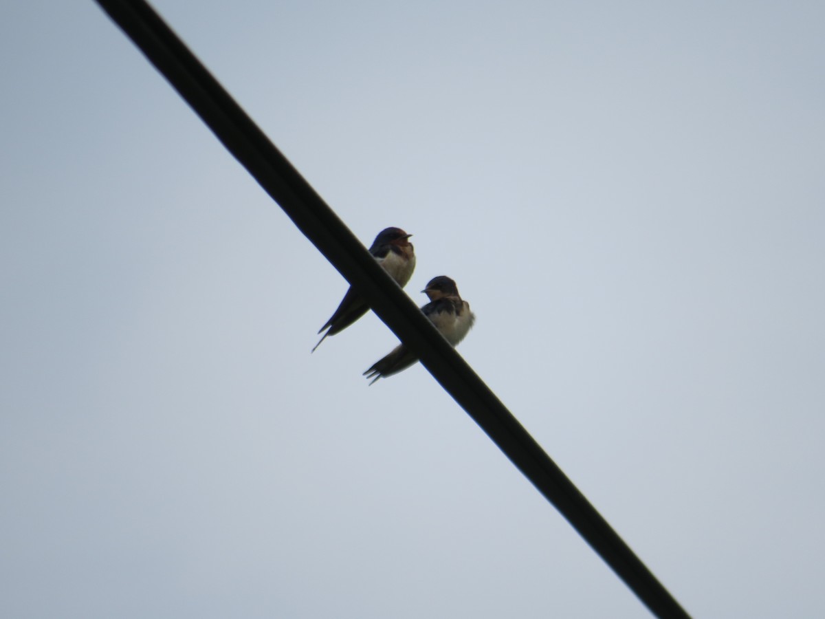 Barn Swallow - ML258259721