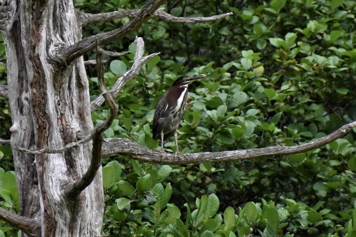 Green Heron - Krzysztof Bystrowski