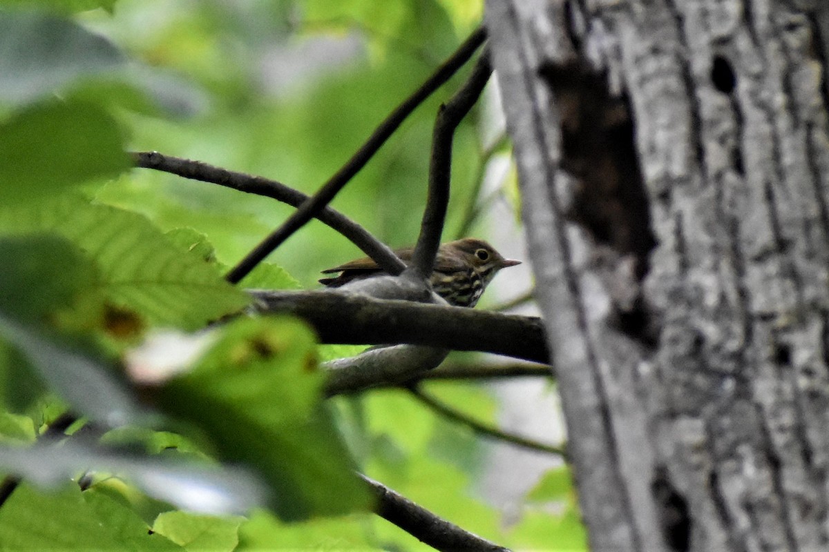 Ovenbird - Krzysztof Bystrowski