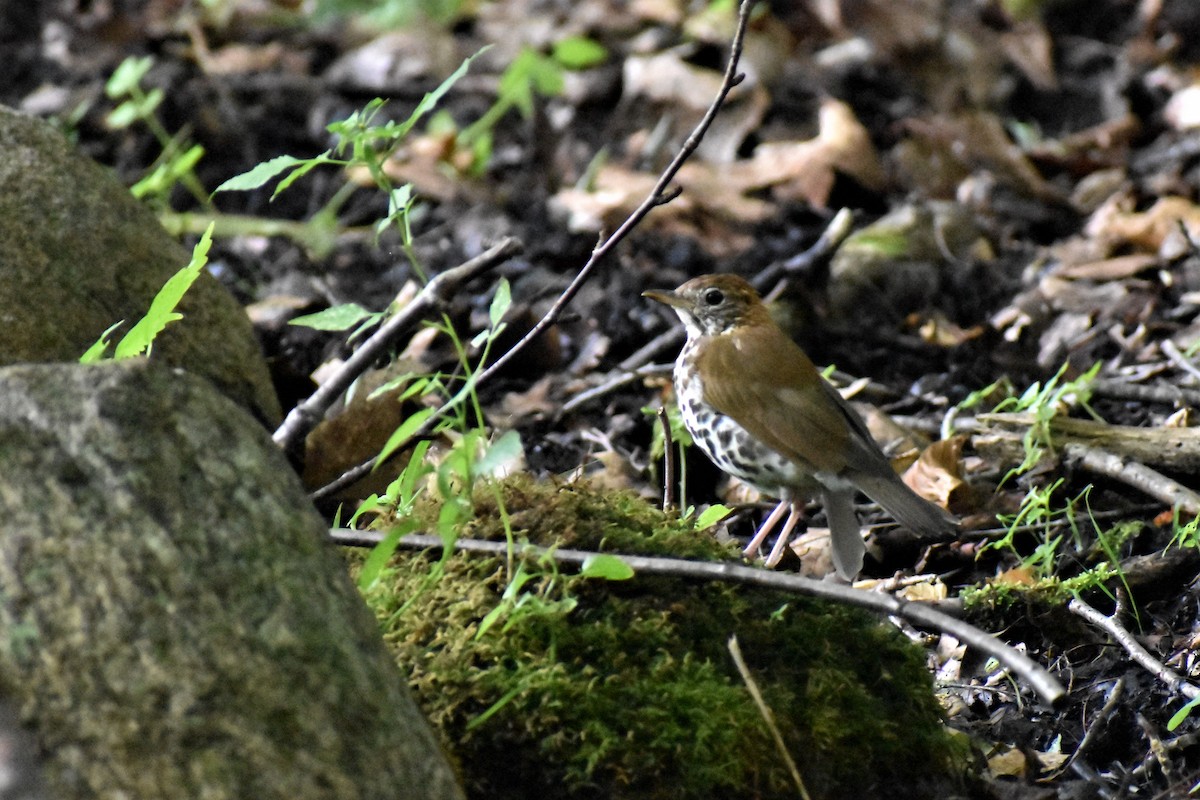 Wood Thrush - Krzysztof Bystrowski