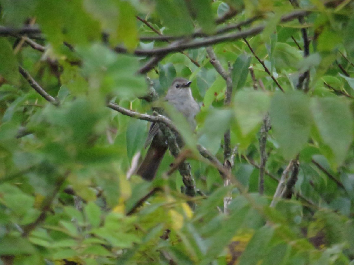 Gray Catbird - ML258262251