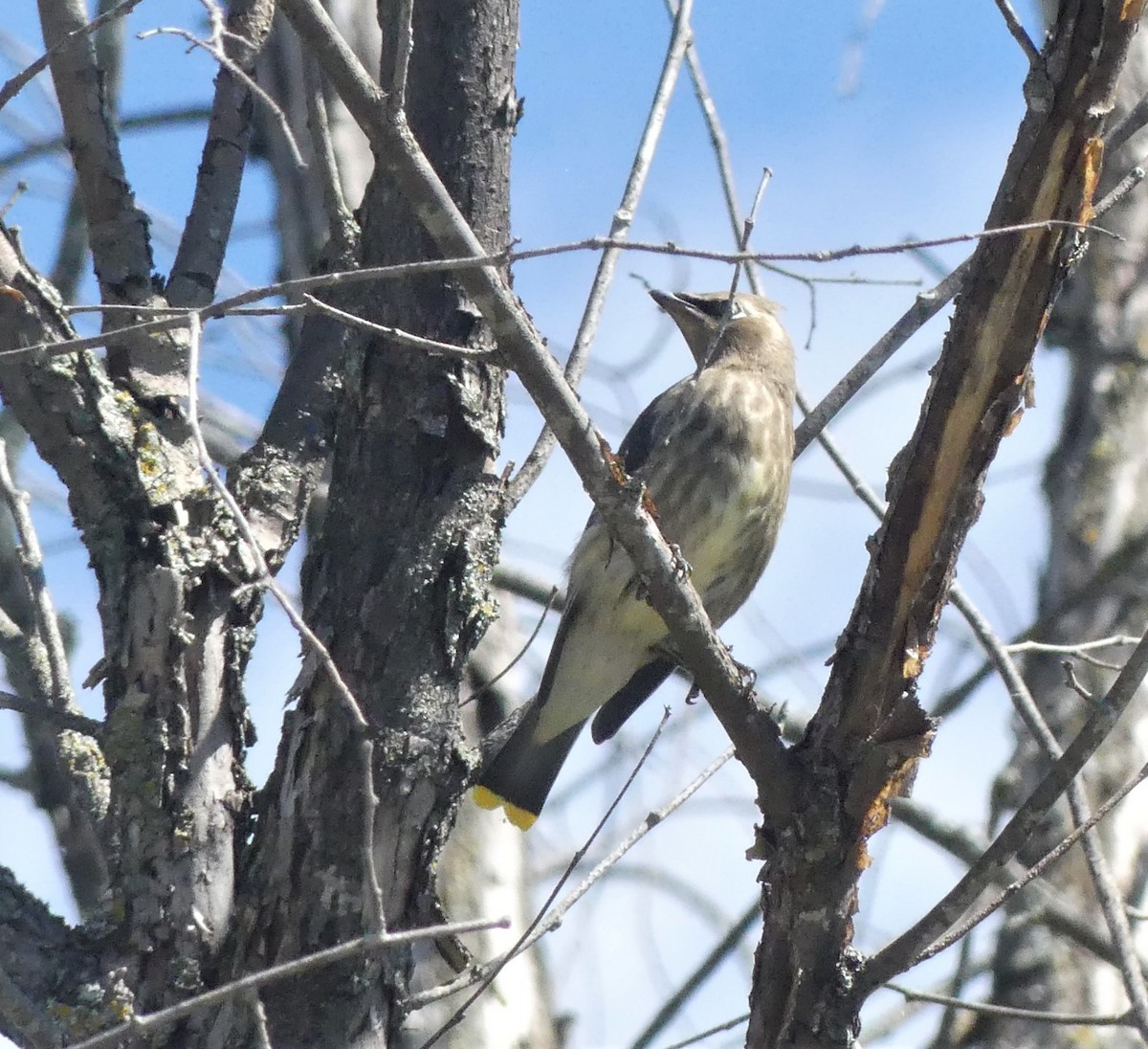 Cedar Waxwing - ML258262581