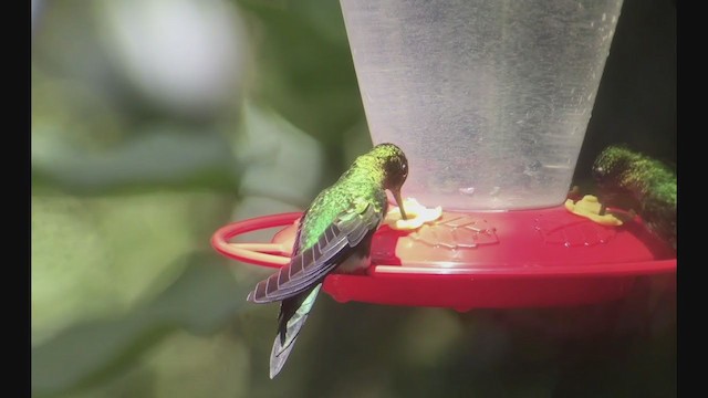 Sapphire-vented Puffleg - ML258262971