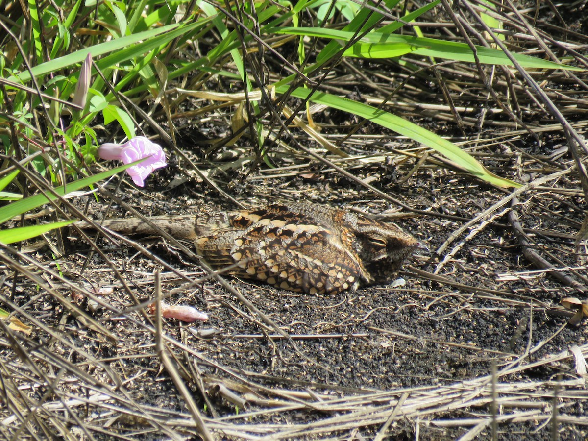 Scissor-tailed Nightjar - Romeu Gama