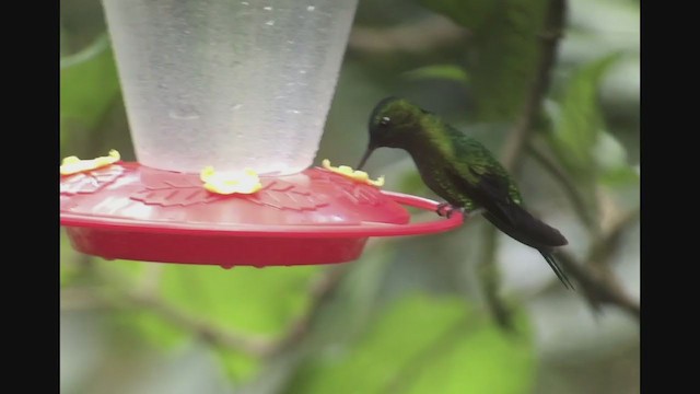 Sapphire-vented Puffleg - ML258263611