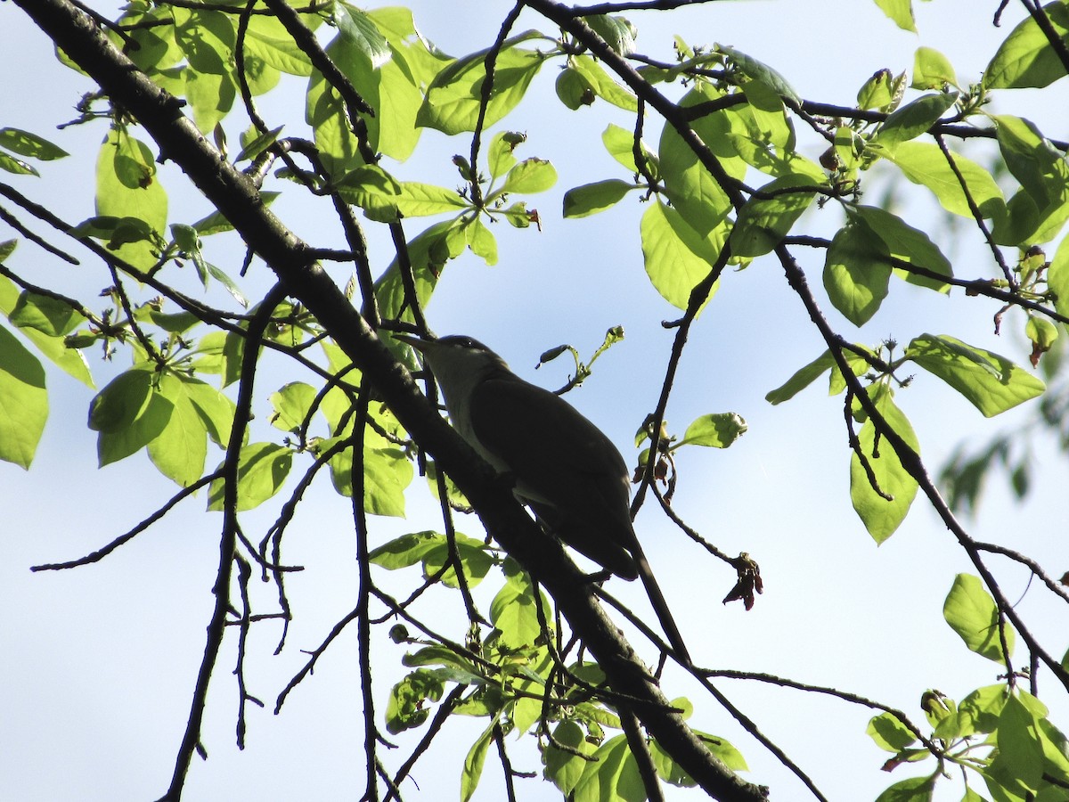 Yellow-billed Cuckoo - ML258264041