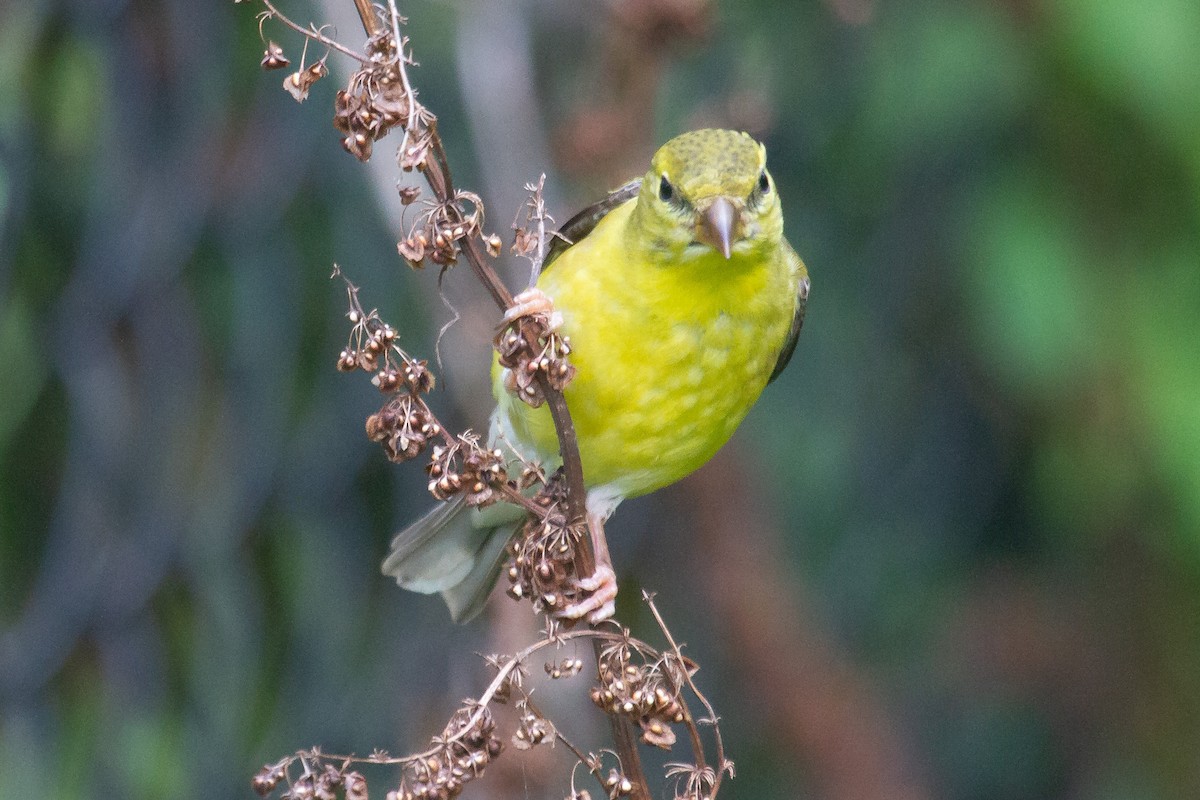 American Goldfinch - ML258265841