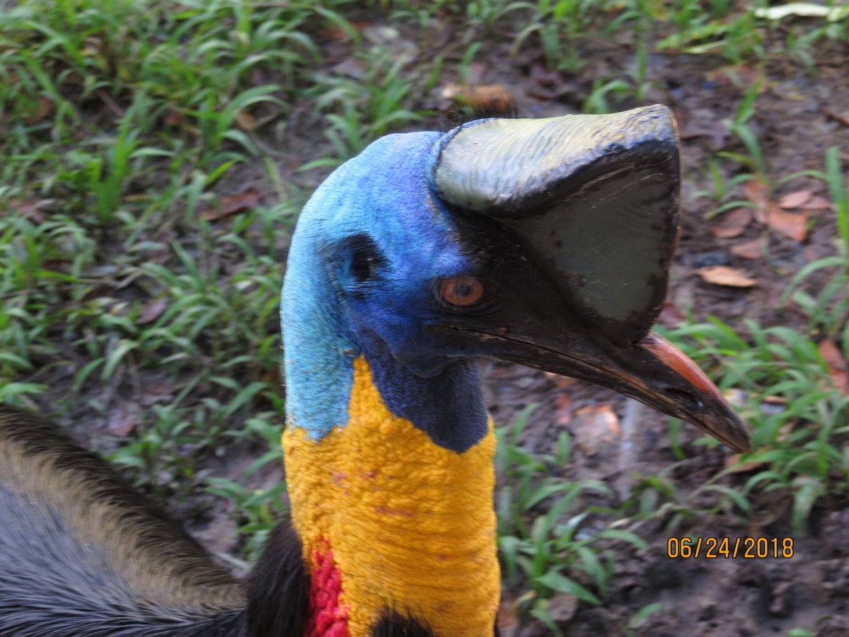 Northern Cassowary - ML258266531