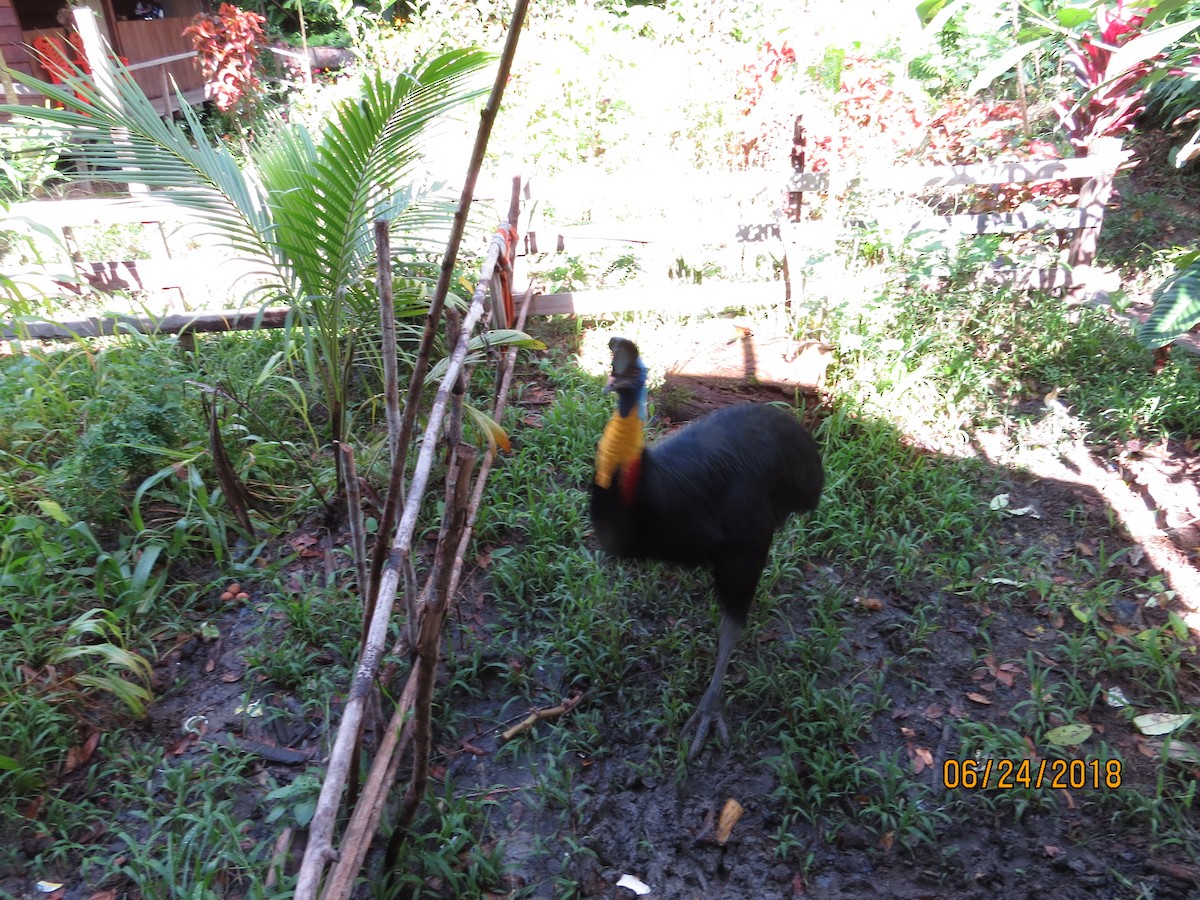 Northern Cassowary - ML258266541