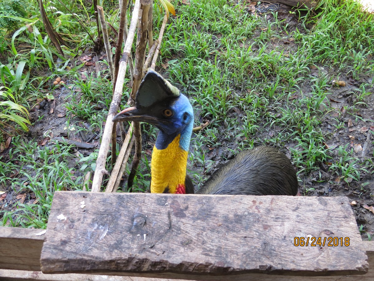 Northern Cassowary - ML258266551