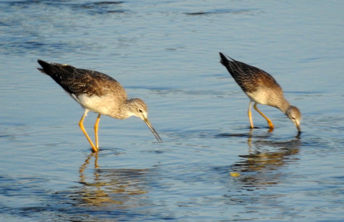 Lesser Yellowlegs - ML258266881