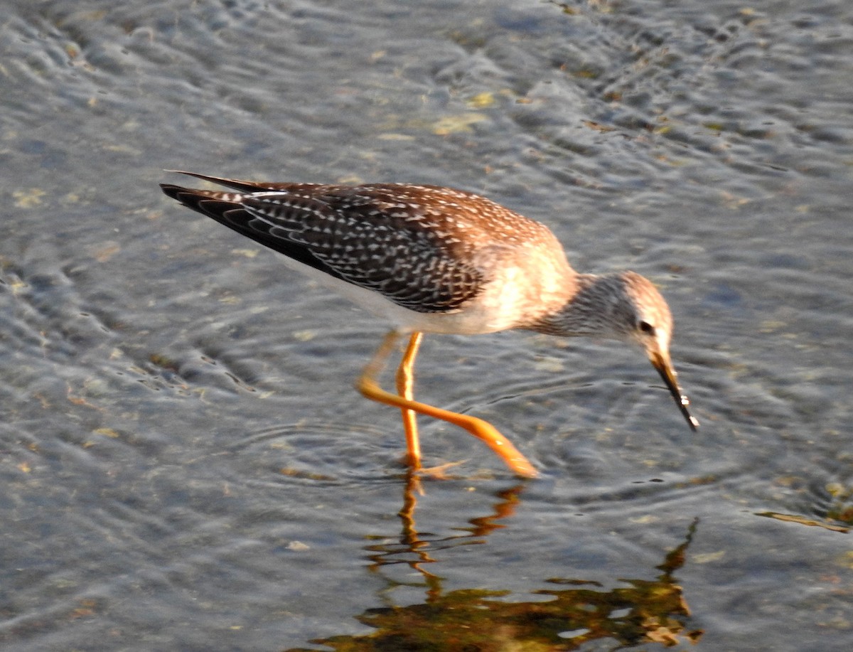 Lesser Yellowlegs - ML258266891