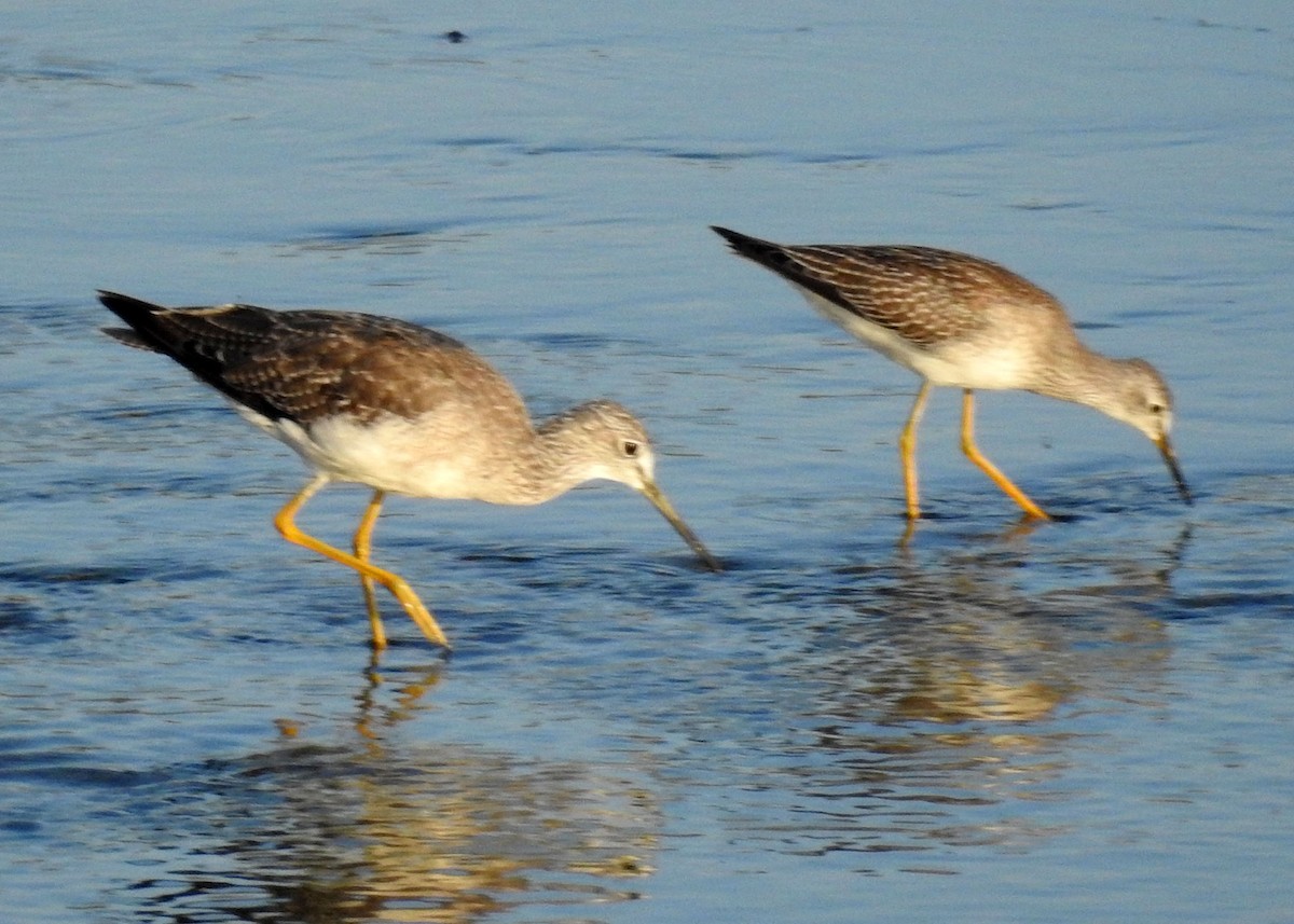 Lesser Yellowlegs - ML258266901