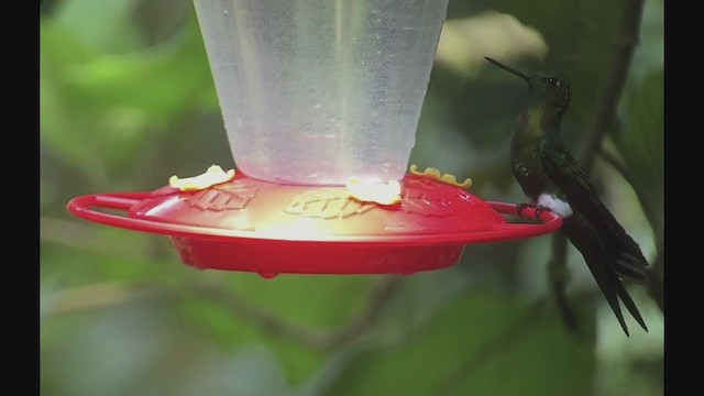 Golden-breasted Puffleg - ML258267291