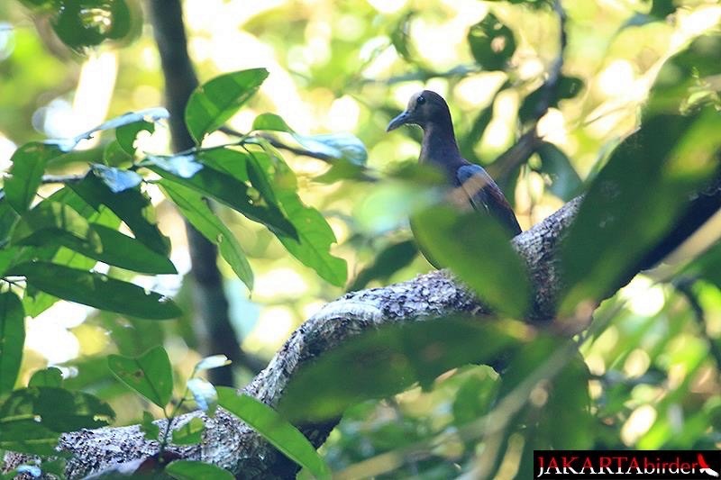 New Guinea Bronzewing - ML258268881