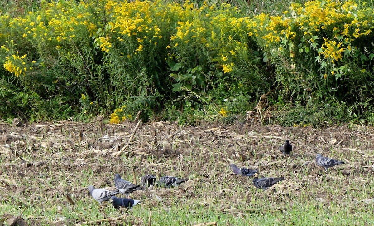 Rock Pigeon (Feral Pigeon) - Georges Lachaîne