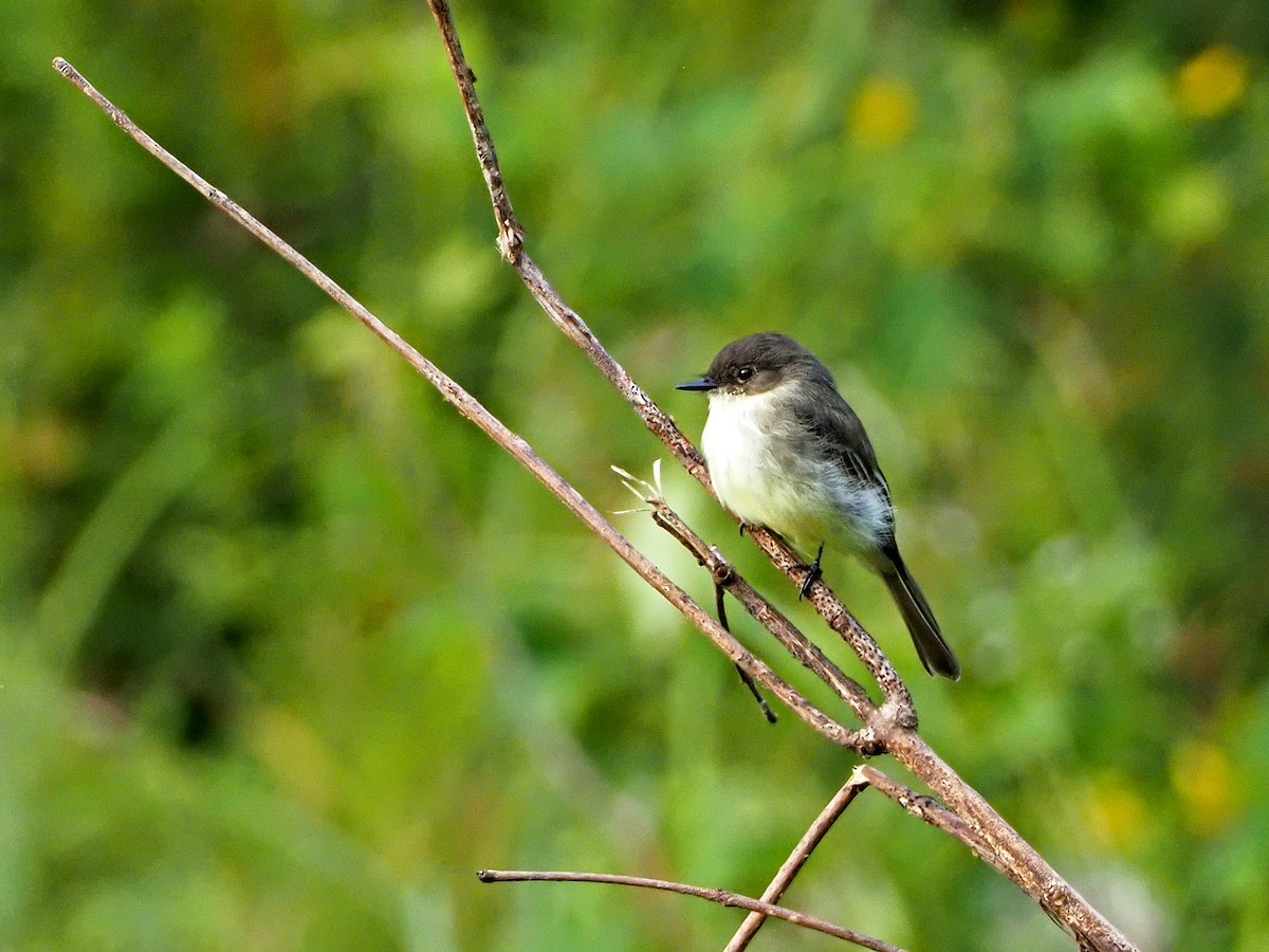 Eastern Phoebe - Gary Mueller