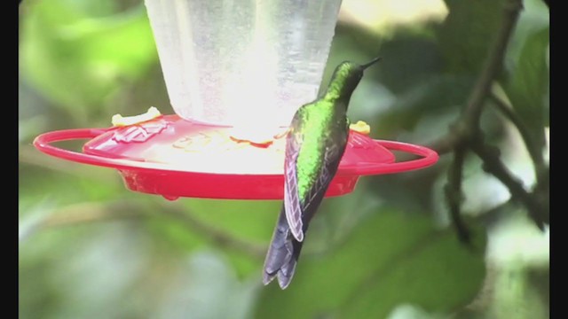 Sapphire-vented Puffleg - ML258270611