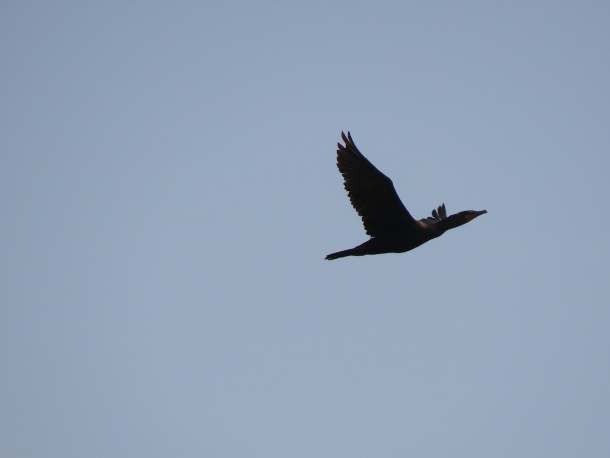 Double-crested Cormorant - ML258271281