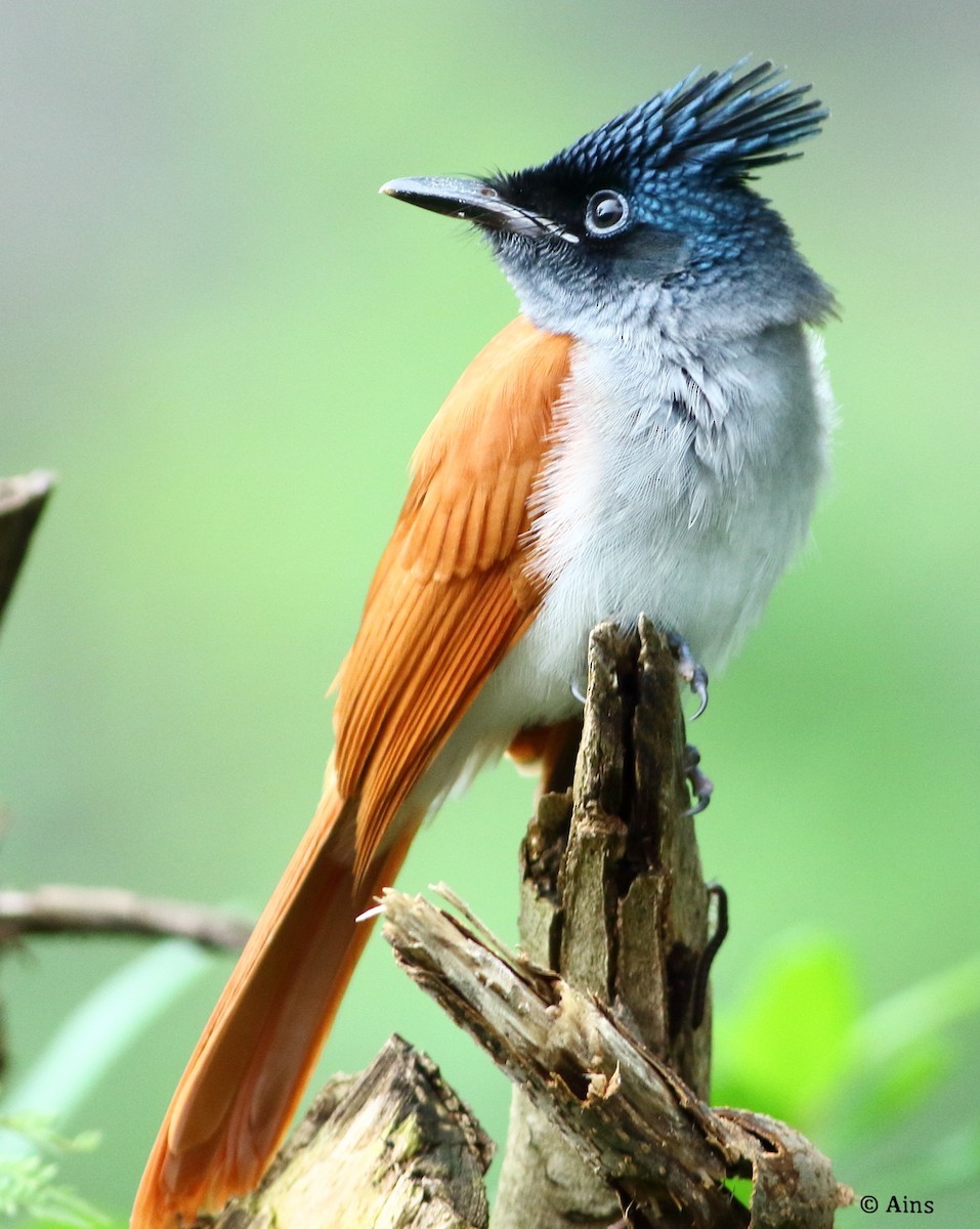 カワリサンコウチョウ - ML258271651