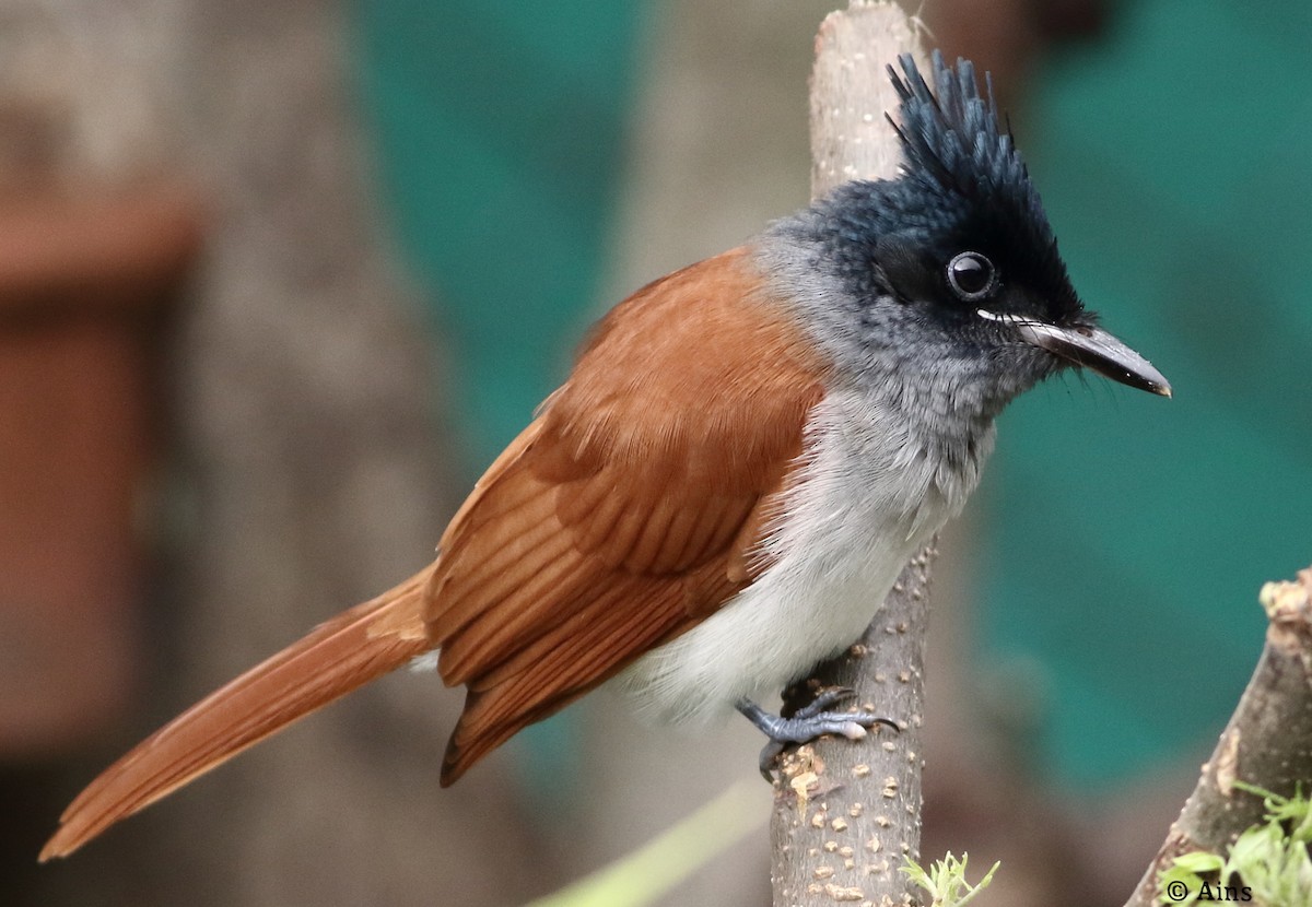 Indian Paradise-Flycatcher - ML258271661