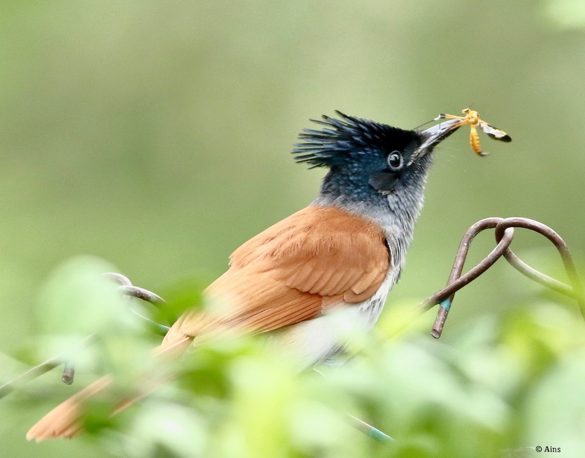 カワリサンコウチョウ - ML258271811