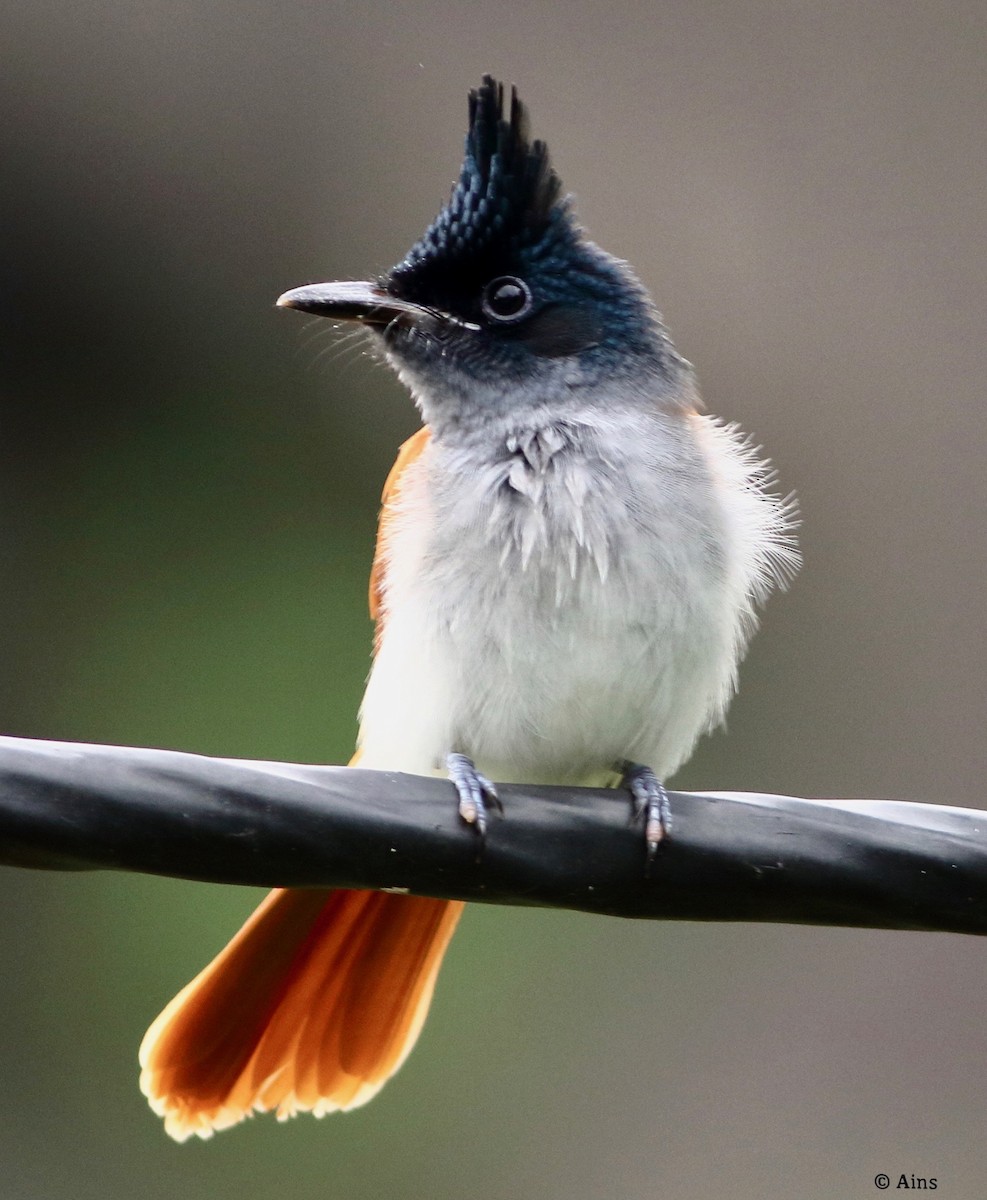 Indian Paradise-Flycatcher - ML258271981