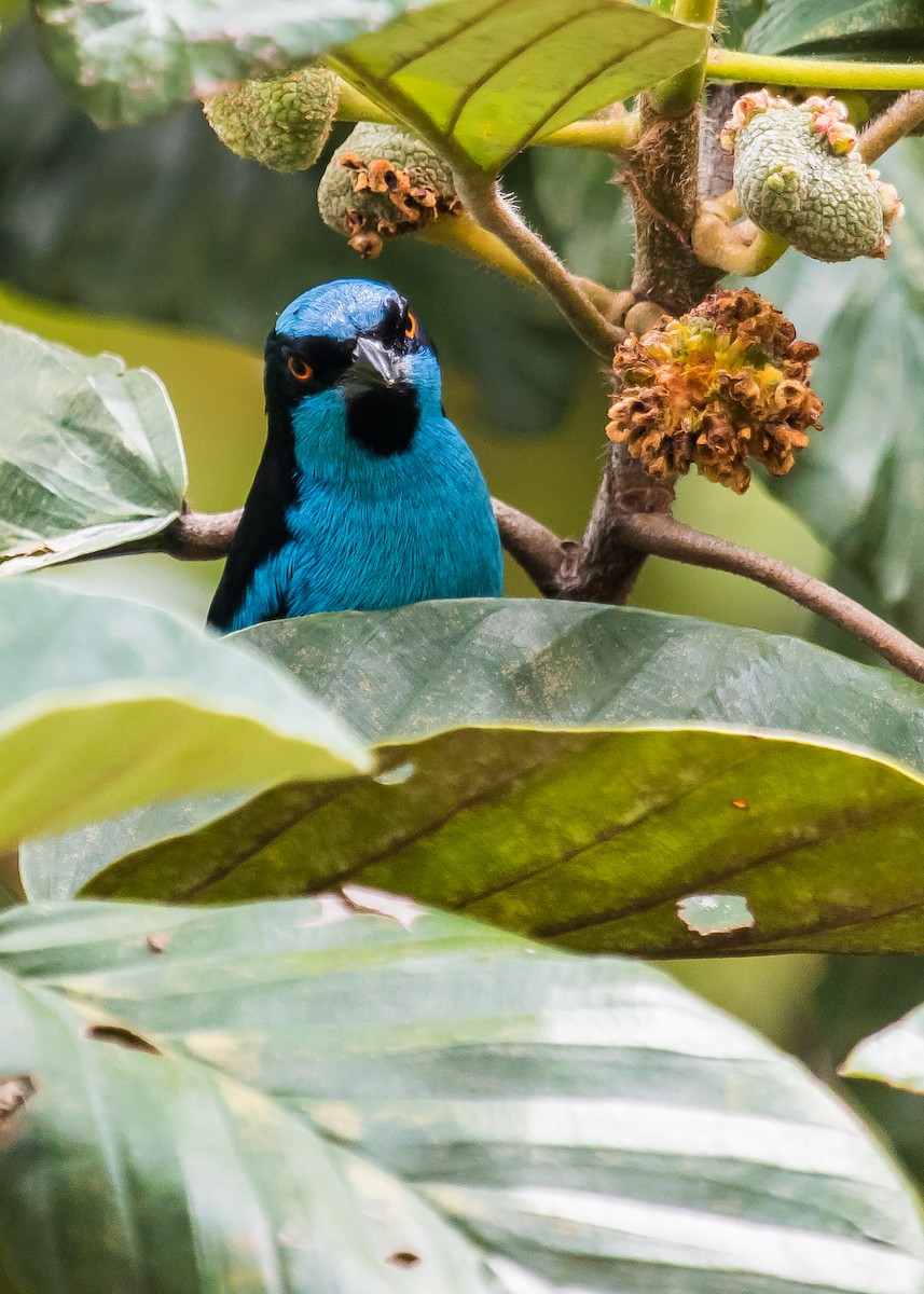 Turquoise Dacnis - ML258273671