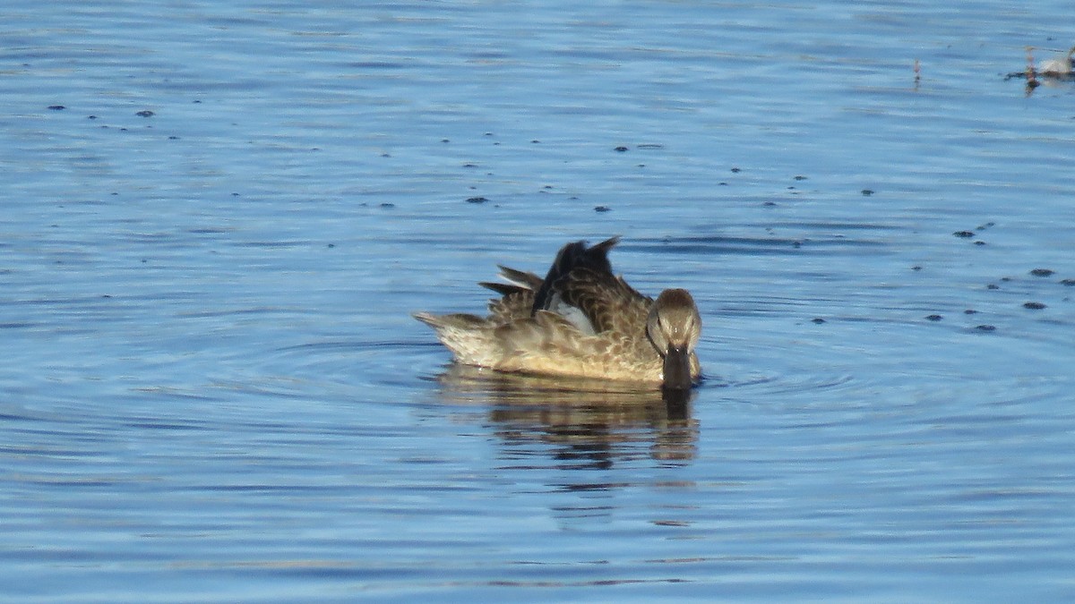 Blue-winged Teal - ML258274461