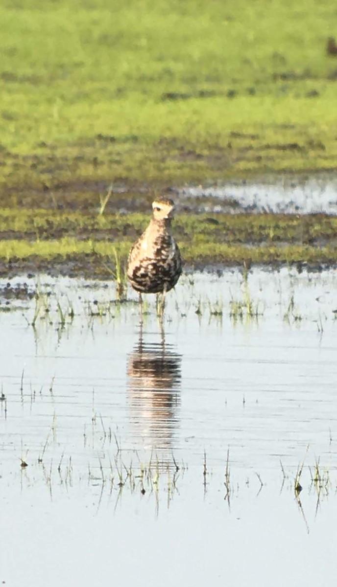 American Golden-Plover - ML258275761