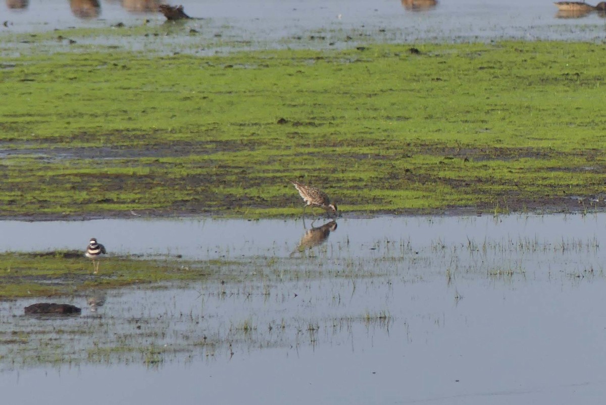 American Golden-Plover - ML258275771