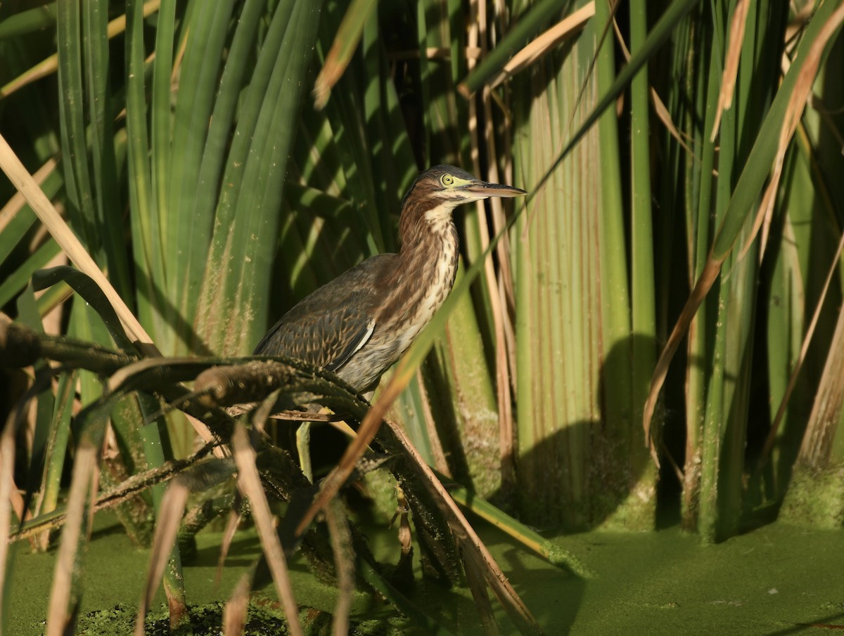 Green Heron - Katie Warner