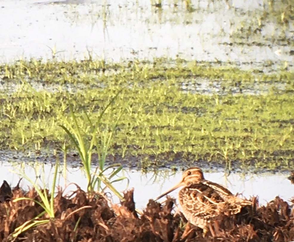 Wilson's Snipe - ML258276291
